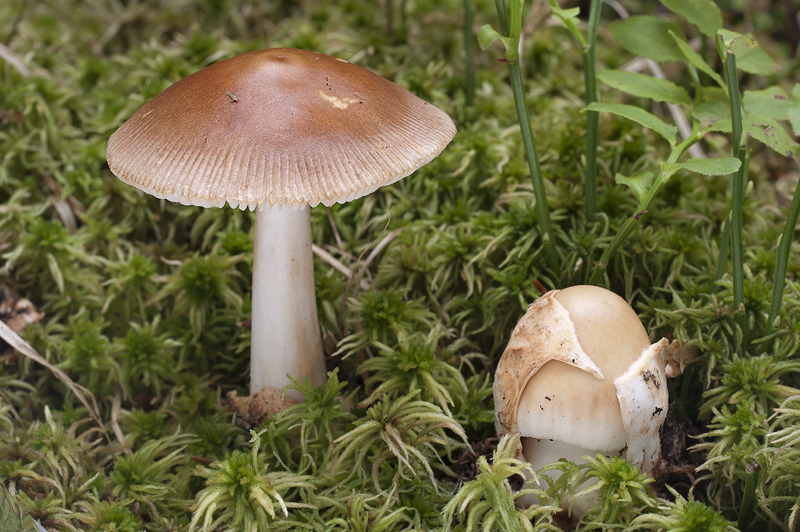 Amanita fulva